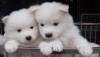 Продам щенка Belgium, Brussels Samoyed dog (Samoyed)