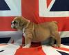 Продам щенка Germany, Dusseldorf English Bulldog