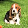 Продам щенка Greece, Piraeus Other breed, Basset Hound