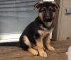 Продам щенка Spain, Salamanca German Shepherd Dog