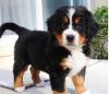 Продам щенка Russia, Irkutsk Bernese Mountain Dog