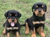 Продам щенка Uzbekistan, Bukhara Rottweiler