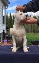 Продам щенка Kazakhstan, Atyrau Other breed, Dogo Argentino