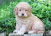 Продам щенка Latvia, Bauska Golden Retriever