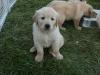 Продам щенка Spain, Alicante Golden Retriever