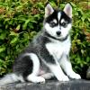 Продам щенка Georgia, Georgia , Pomsky