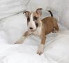 Продам щенка Ireland, Dublin Bull Terrier