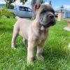 Продам щенка Netherlands, Geldrop , Cane corso