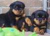 Продам щенка Cyprus, Limassol Rottweiler