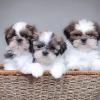 Продам щенка Ireland, Kilkenny Shih Tzu