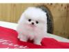 Продам щенка United Kingdom, Middlesbrough Pomeranian Spitz