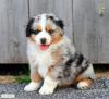 Продам щенка Ukraine, Donetsk Australian Shepherd