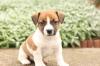 Продам щенка Germany, Cologne Jack Russell Terrier