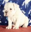 Продам щенка Italy, Milan English Bulldog