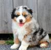 Продам щенка Slovakia, Dobrzhish Australian Shepherd