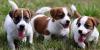 Продам щенка United Kingdom, Middlesbrough Jack Russell Terrier