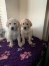 Продам щенка Netherlands, Eindhoven Golden Retriever