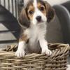 Продам щенка Netherlands, Maastricht Beagle