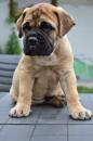 Продам щенка Poland, Warsaw Bullmastiff