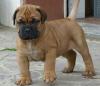 Продам щенка Cyprus, Paphos Bullmastiff