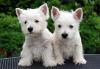 Продам щенка Cyprus, Paphos West Highland White Terrier