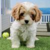 Продам щенка Georgia, Georgia , Cavachon puppies