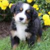 Продам щенка Poland, Radom Bernese Mountain Dog