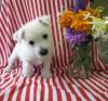 Продам щенка Austria, Graz West Highland White Terrier