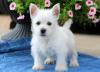 Продам щенка Greece, Thessaloniki West Highland White Terrier