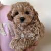 Продам щенка Ireland, Dublin Other breed, Maltipoo Puppies