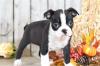 Продам щенка Hungary, Budapest Boston Terrier