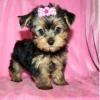 Продам щенка Czech Republic, Poprad Yorkshire Terrier