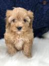 Продам щенка Moldova, Balti , Cavapoo Puppies