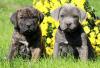 Продам щенка Georgia, Rustavi Other breed, Cane corso