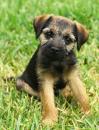 Продам щенка Denmark, Aalborg Border Terrier