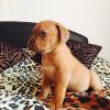 Продам щенка Netherlands, Geldrop , Dogue De Bordeaux 