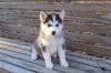 Продам щенка Latvia, Riga Haski, Blue Eyes Siberian Husky Puppies