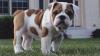 Продам щенка Greece, Patra English Bulldog