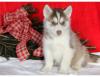 Продам щенка Netherlands, Dordrecht Haski, Blue Eyes Siberian Husky Puppies