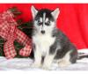 Продам щенка Netherlands, Breda Haski, Blue Eyes Siberian Husky Puppies