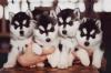 Продам щенка Cyprus, Larnaca Haski, Blue Eyes Siberian Husky Puppies