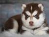 Продам щенка Netherlands, Borne Haski, Blue Eyes Siberian Husky Puppies