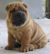 Продам щенка Greece, Athens Shar Pei