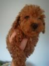 Продам щенка Slovakia, Bratislava Toy-poodle