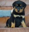 Продам щенка Netherlands, Maastricht Rottweiler