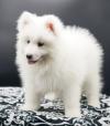 Продам щенка Netherlands, Oldebroek Samoyed dog (Samoyed)