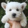 Продам щенка Netherlands, Rotterdam West Highland White Terrier