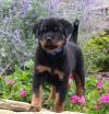 Продам щенка Estonia, Tallinn Rottweiler