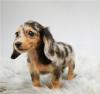 Продам щенка Ireland, Dublin Dachshund