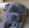 Продам щенка Belgium, Brussels Staffordshire Bull Terrier